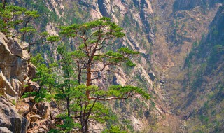 昆明有什么旅游景点吗 昆明有什么旅游景区