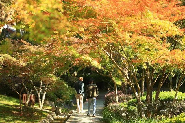 南京栖霞山旅游赏枫季来了 “枫景”正盎然