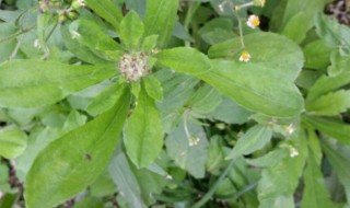 棉花草的功效与作用介绍 棉花草的功效与作用