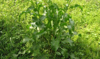 野菠菜的功效有哪些 野菠菜的功效和作用