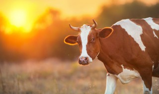 关于霜降牛肉营养价值有多高 霜降牛肉营养价值有多高