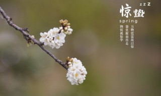 2022年惊蛰要注意啥 2022年惊蛰要注意什么