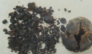 麝香的功效与作用吃法是什么 麝香的功效与作用吃法