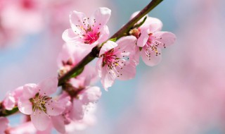 关于桃花有什么功效 桃花有什么功效