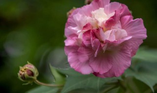 芙蓉花的功效与作用是什么 芙蓉花芙蓉花的功效与作用