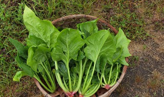 猪肝和菠菜有什么禁忌 猪肝和菠菜的禁忌