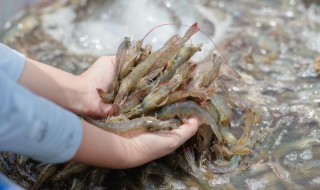 虾是不是寒性的食物 虾是寒性的食物吗