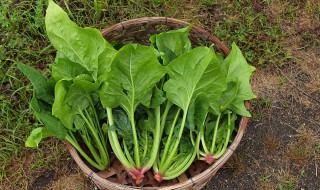 菠菜为什么不可以和豆腐一起吃呢 菠菜为什么不能和豆腐一起吃