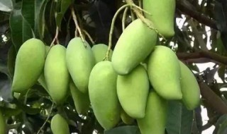 可不可以吃路边的芒果 路边的芒果为什么不能吃