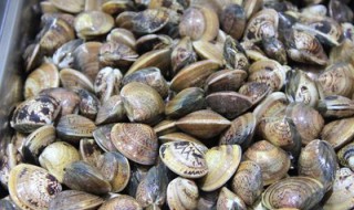 蛤蜊死了能吃 蛤蜊死了能不能吃了