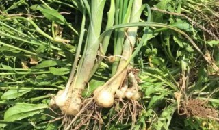 薤白有哪些营养价值 薤白的营养价值