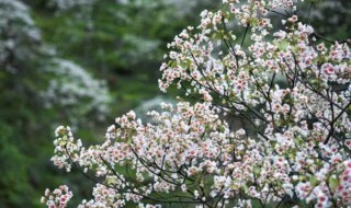 桐花可以吃吗 桐花能吃吗