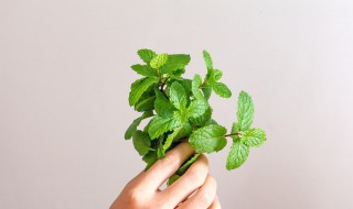 薄荷的功效与作用及禁忌有哪些 薄荷的功效与作用及禁忌