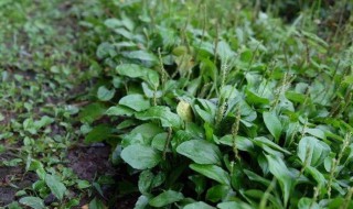 齐齐菜的功效与作用介绍 齐齐菜的功效与作用