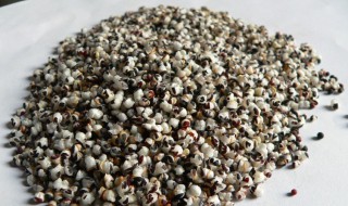 王不留行的作用 王不留行的营养价值