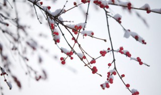 小雪节气的注意事项 小雪节气注意事项