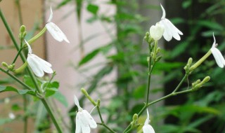 关于白鹤灵芝介绍白鹤灵芝的功效 白鹤灵芝介绍白鹤灵芝的功效