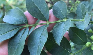 关于花椒叶子的功效与作用 花椒叶子的功效与作用