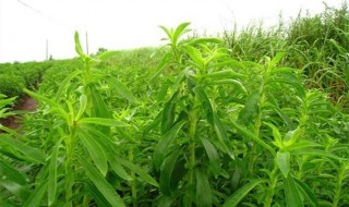 关于甜菊叶的功效介绍 甜菊叶的功效与作用