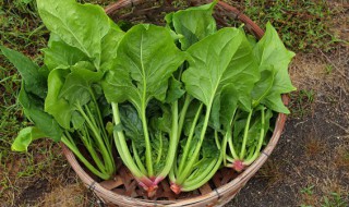 豆腐能和菠菜一起吃吗 豆腐可以和菠菜一起吃吗