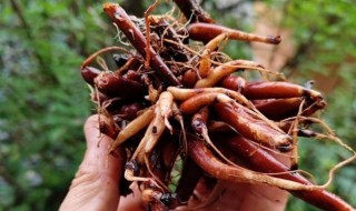 盘点麻根的功效 麻根的功效与作用