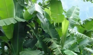 芭蕉叶的功效与作用是什么 芭蕉叶的功效与作用