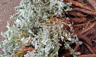 天青地白的功效与作用是什么 天青地白的功效与作用