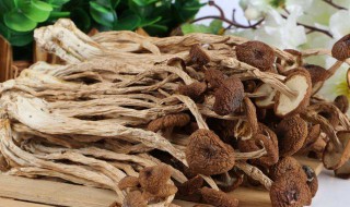 茶树菇不适宜人群有哪结 茶树菇不适宜人群