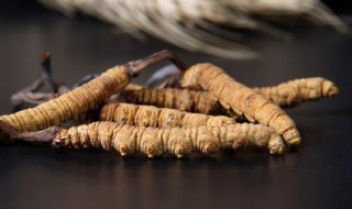 关于虫草炖鸡的功效与作用 虫草炖鸡的功效与作用