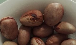 如下两种人不能迟菠萝蜜核 菠萝蜜核哪些人不能吃