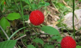 野草莓的功效与作用简单介绍 野草莓的功效与作用