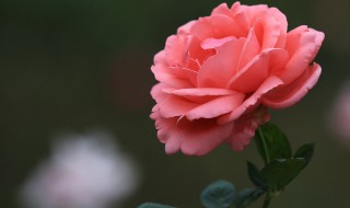 月季花有如下三个功效 月季花的功效