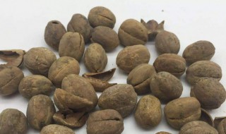 巴豆有什么功效 巴豆的功效