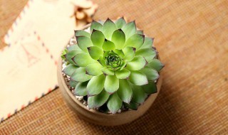 观音莲有什么功能和功效 观音莲的功能和功效简介