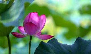 三伏天气注意的事项 三伏天气注意什么
