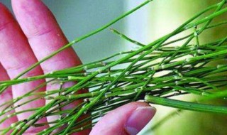 节节草啥人不能吃 节节草什么人不能吃