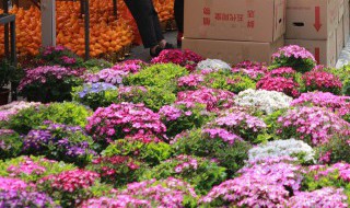 长寿花叶子能不能吃 长寿花叶子能吃吗