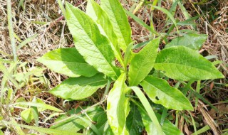 地胆头有什么功效与禁忌 地胆头的功效与禁忌