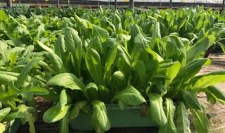 油麦菜会有农药残留吗 油麦菜有农药残留吗