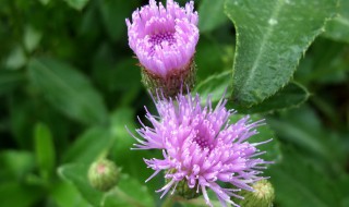 刺儿菜的功效有啥 刺儿菜的功效