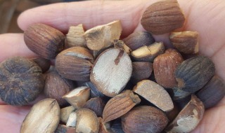 橡实的功效与作用介绍 橡实的功效与作用