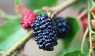 桑葚的功效介绍 吃桑葚手变紫怎么去除