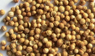 香菜籽的功效与作用介绍 香菜籽的功效与作用