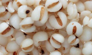 薏米配啥祛湿效果好 薏米配什么祛湿效果好