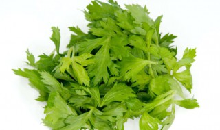 为啥芹菜叶子不能吃 为什么芹菜叶子不能吃