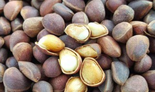 生松子有什么作用 生松子的功效与作用