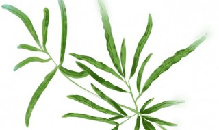 什么人不宜饮用凤尾草水 哪些人不宜饮用凤尾草水