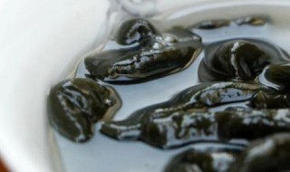 哪些人不能喝鸡屎藤水 什么人不能喝鸡屎藤水