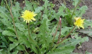 蒲公英的用处有啥 蒲公英的用处有哪些