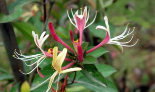 双花的功效与作用是什么 双花的功效与作用